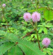 含羞草、花卉種子、花種、盆花