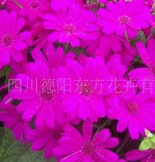 瓜葉菊（東方1號(hào)）種子，花卉種子、花種、