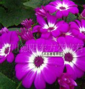 瓜葉菊：東方三號(hào)，瓜葉菊種子、盆栽花卉、花